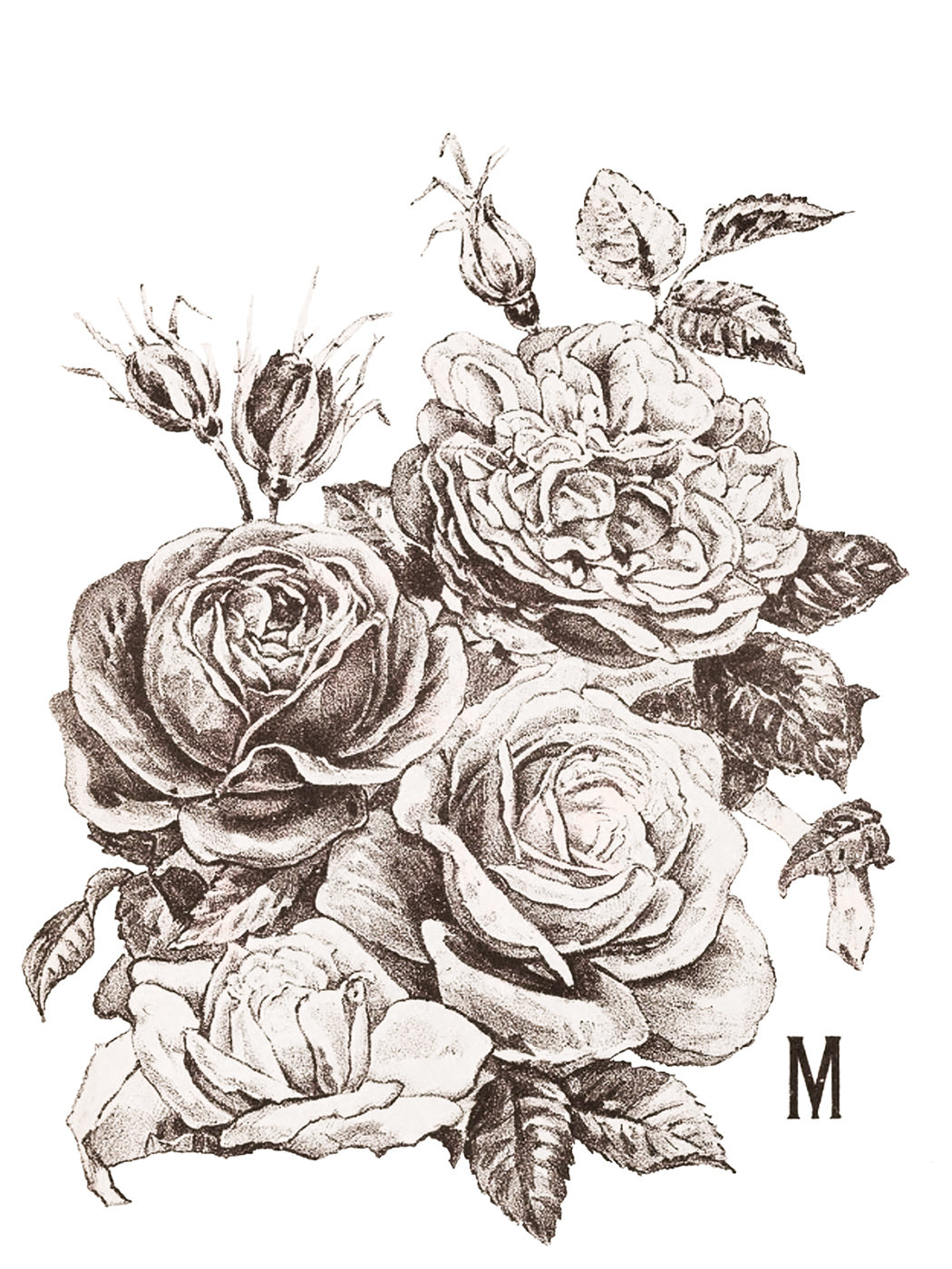 transferový obrázok fólia s motívom kvetín ruže