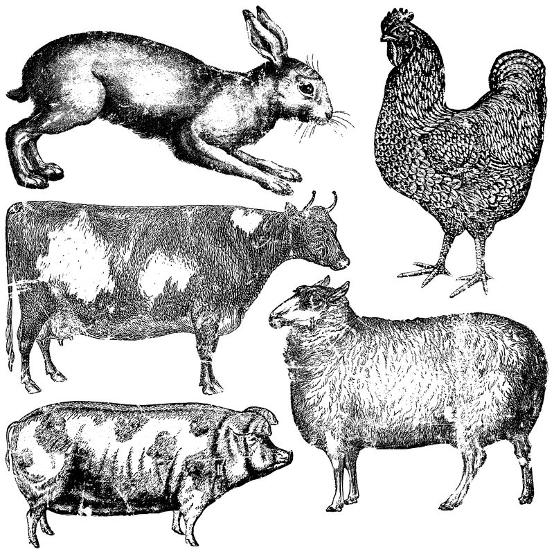 Farm Animals