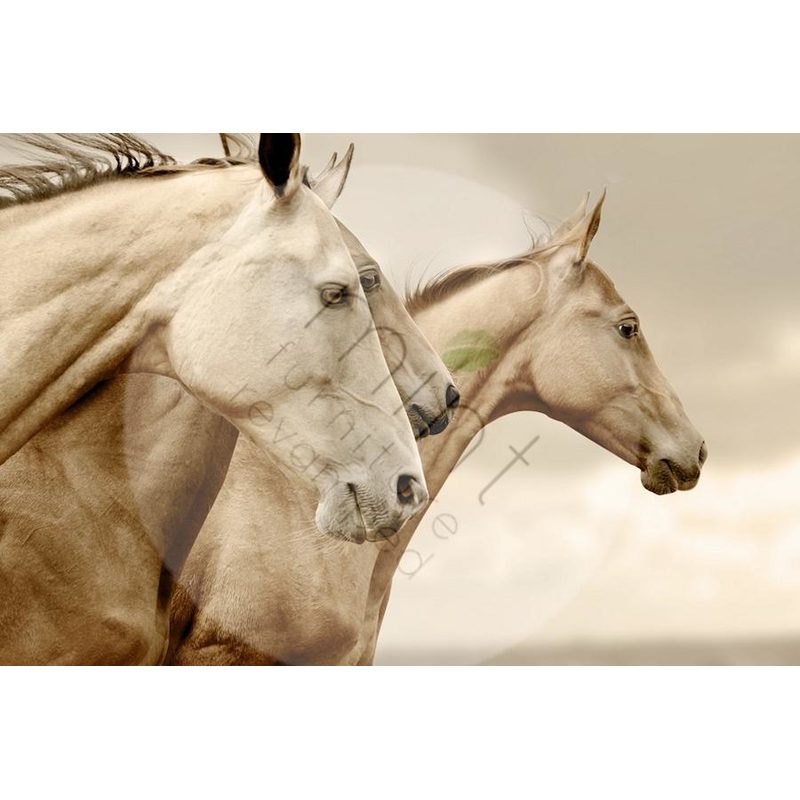 Sepia Horses