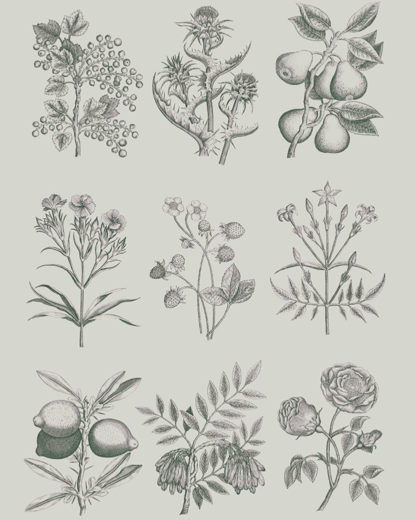 Annie Sloan Dekupáž Botanical Drawings