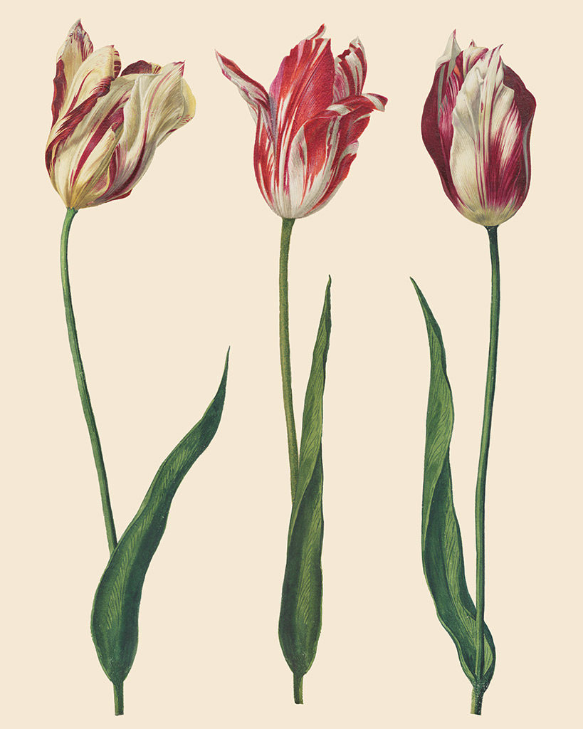 dekupážny papier na nábytok s motívom tulipánov